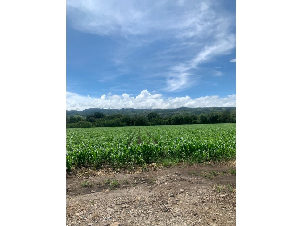 TIERRA en VENTA en Mariquita Tolima - 1