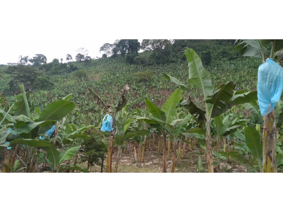 En venta excelente finca productora en Obando, Valle. - 1