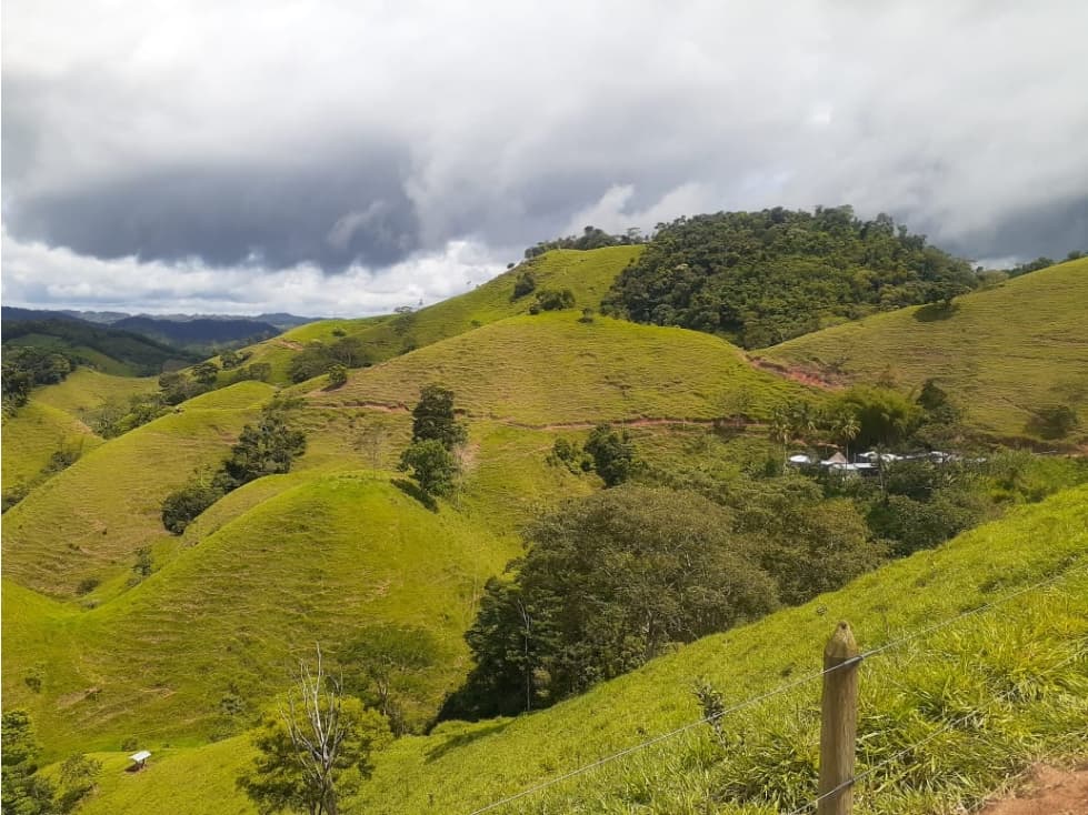 Venta finca Ganadera Vereda La Cortada Caracoli Antioquia - 1