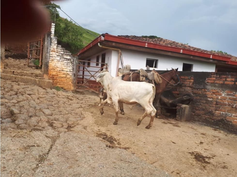 SE VENDE FINCA EN ANSERMANUEVO - VALLE CAUCA - 1