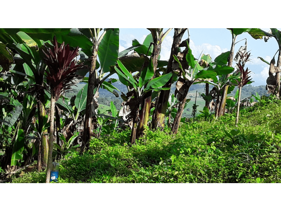 Lote Agrícola -Vereda Santa Rosa de Tapias-Guacarí Valle-Venta - 1