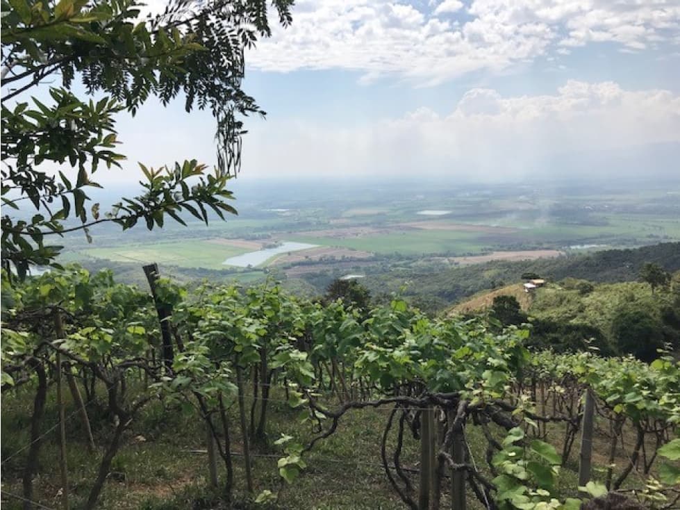 Finca Agricola VENTA  a 15 minutos de Costarica - Ginebra- Valle - 1