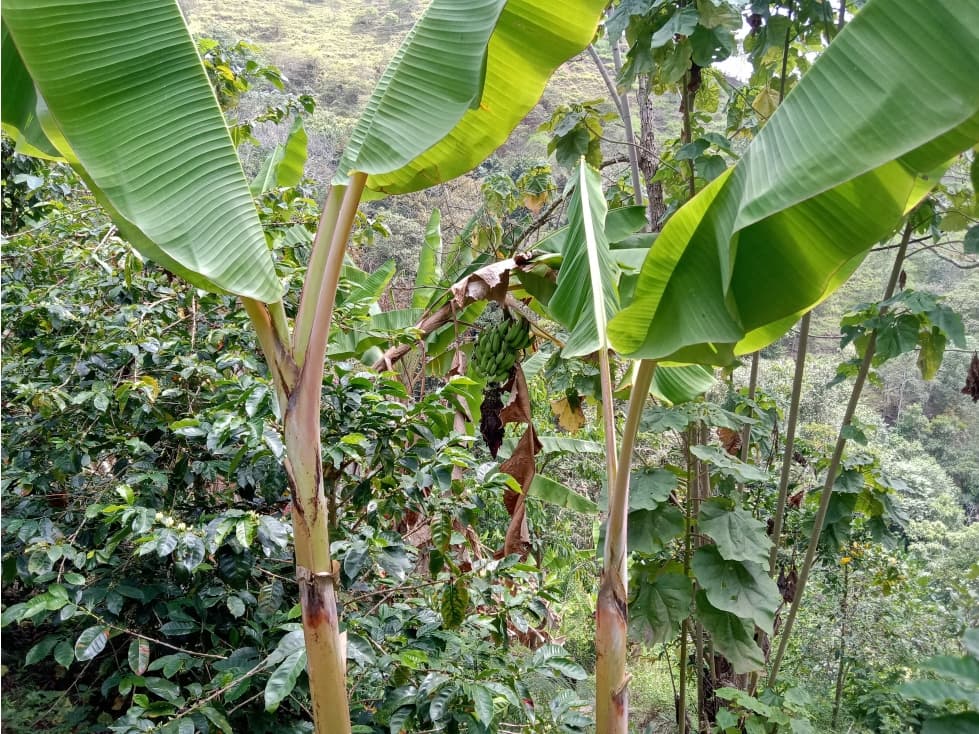 FINCA EN VENTA EL JARDIN - GINEBRA VALLE - 1