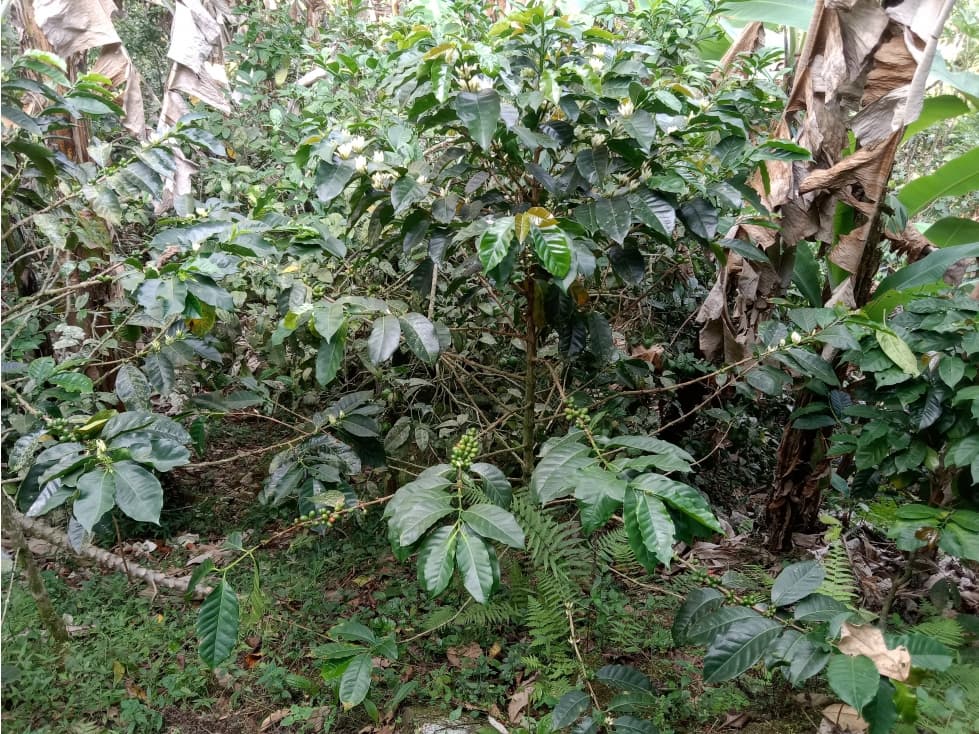 FINCA CON CASA VENTA  A SOLO 15 MIN.  DE COSTARICA GINEBRA VALLE - 1