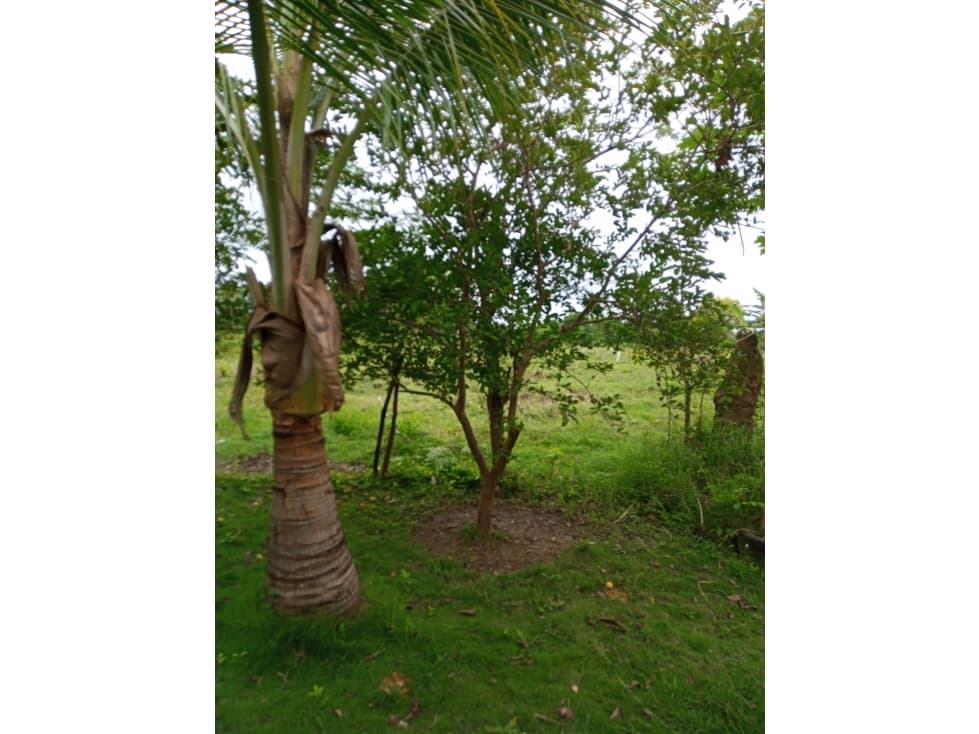 EN VENTA FINCA EN CANALETE CORDOBA COLOMBIA - 1