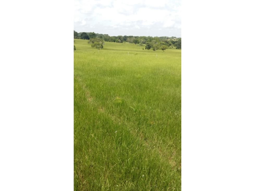 EN VENTA FINCA EN  CANALETE CORDOBA COLOMBIA - 1