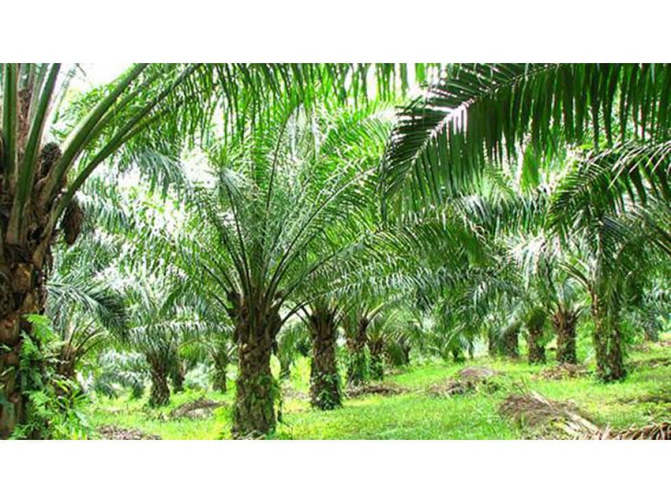 FINCA PALMERA DE 103 HECTAREAS EN PUERTO CONCORDIA-META - 1