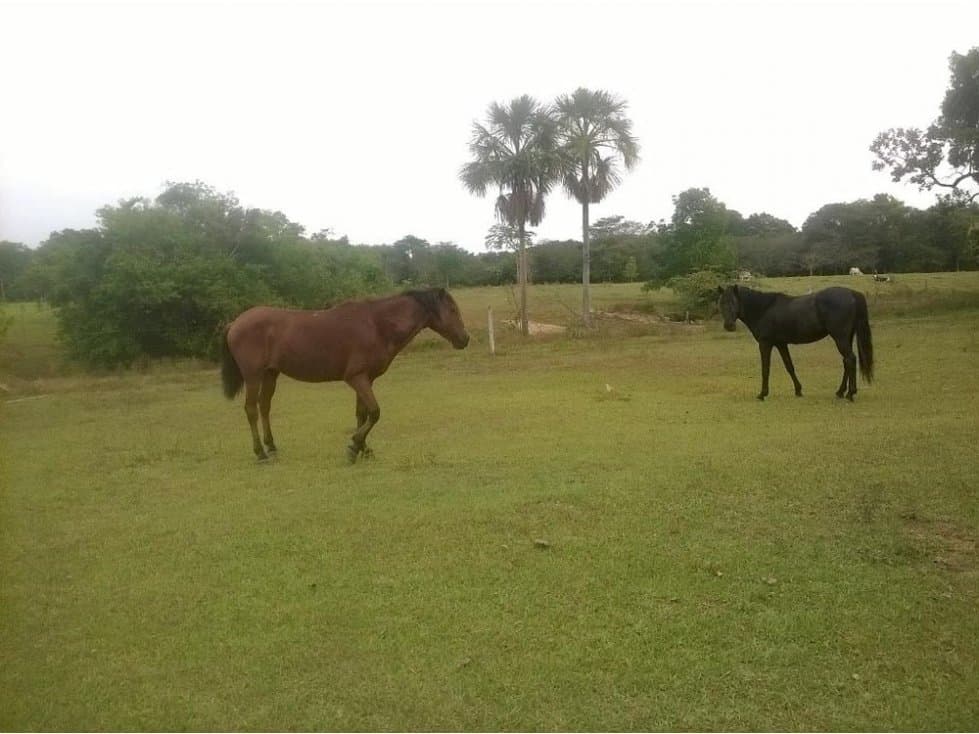 FINCA GANADERA DE 480 HECTAREAS SECTOR TACUYA EN TAURAMENA- CASANARE - 1