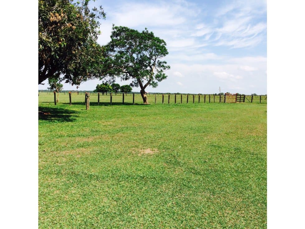 FINCA GANADERA DE 19.842 HECTAREAS EN LA PRIMAVERA-VICHADA - 1