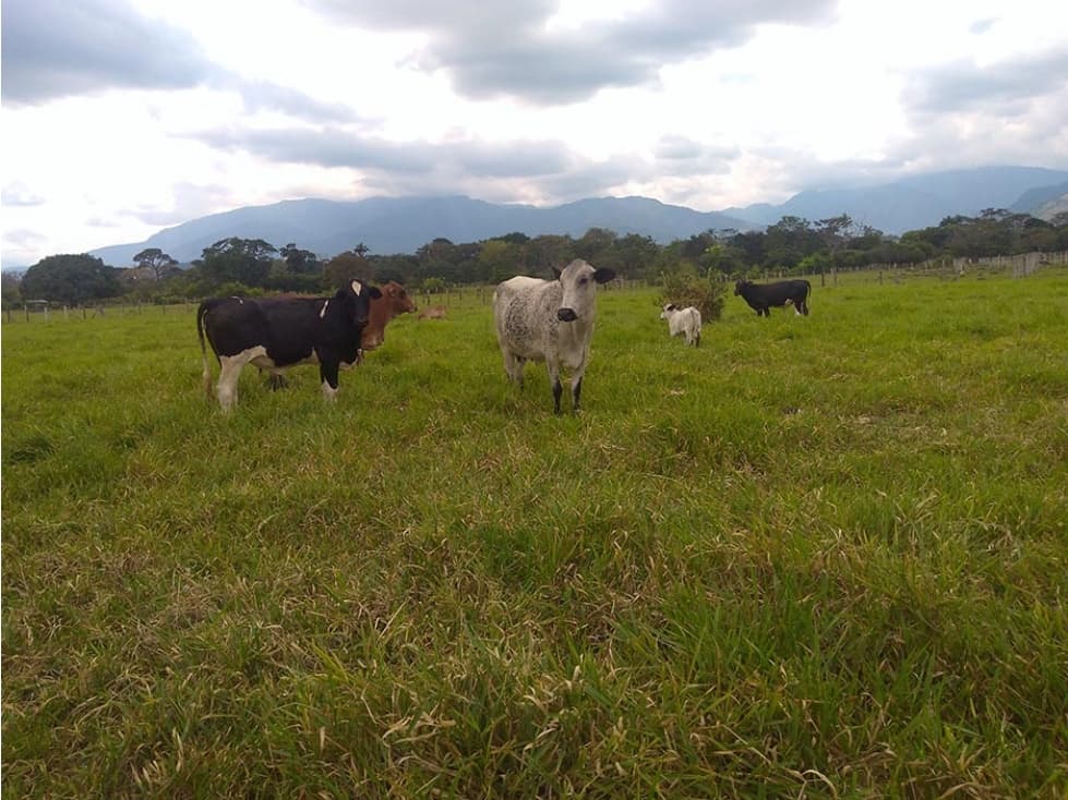 FINCA DE 4 HECTAREAS ENTRE ACACIAS Y GUAMAL-META - 1