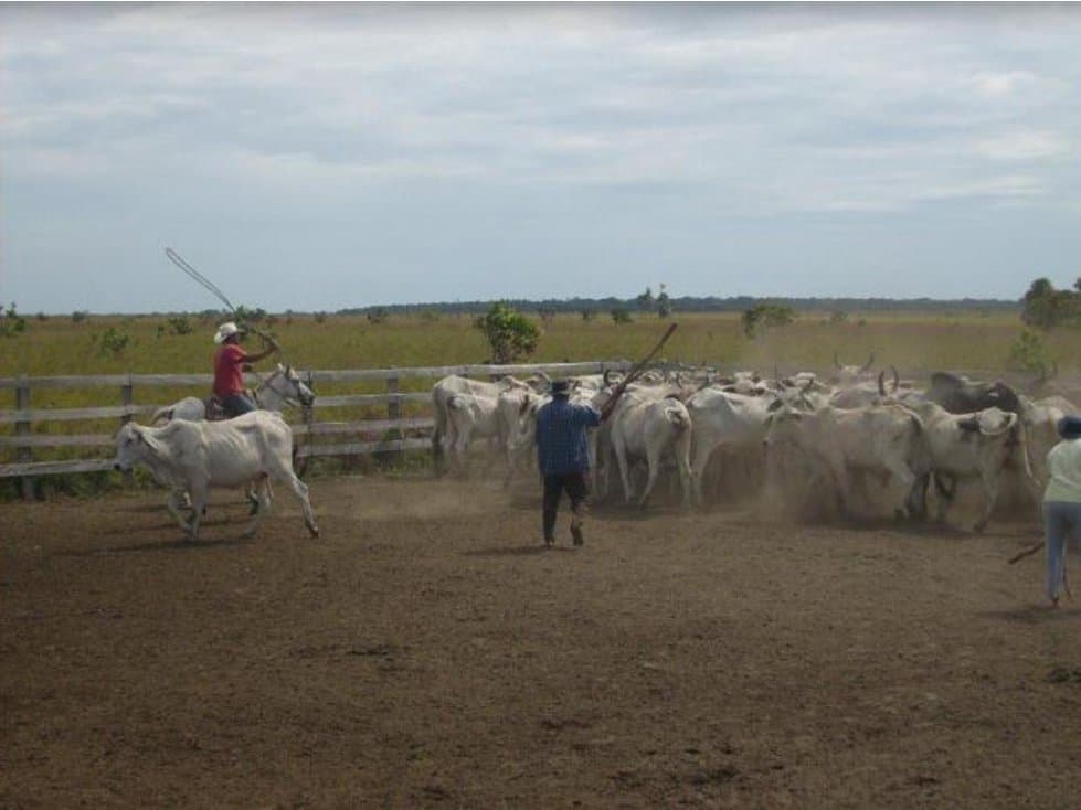 FINCA GANADERA  DE 1.293 HECTAREAS EN LA PRIMAVERA-VICHADA - 1