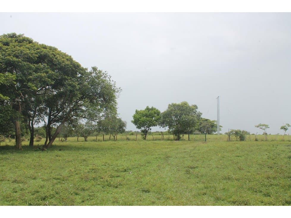 FINCA CON GANADO EN VILLANUEVA-CASANARE - 1