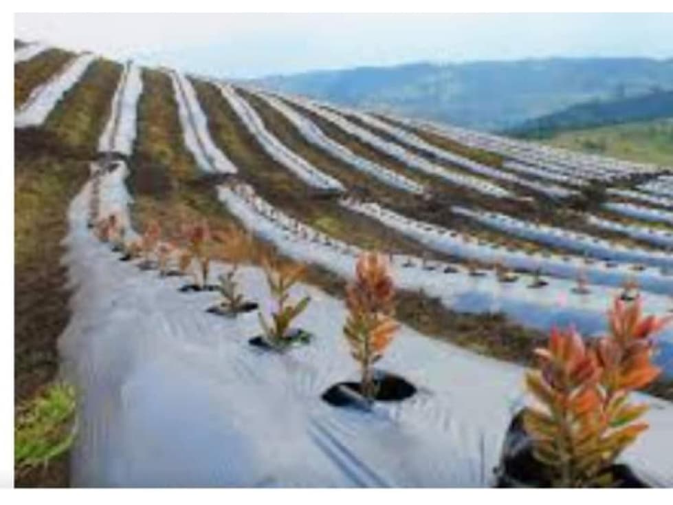 Finca de cuatro fanegadas en granada Cundinamarca - 1