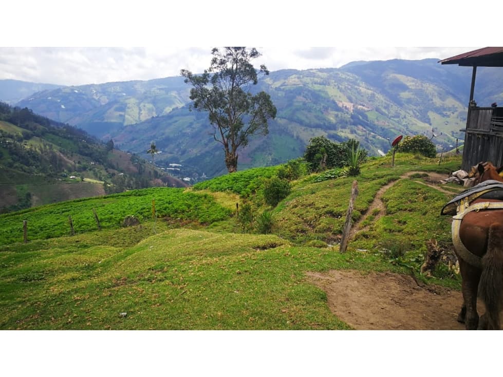 VENTA DE FINCA APTA PARA AGUACATE HASS - 1