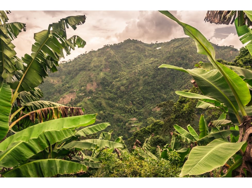 Finca Productiva de 48 Ha. en venta "Villahermosa Tolima" - 1