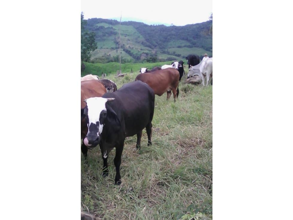 Vendemos Hacienda en Cunday Tolima - 1