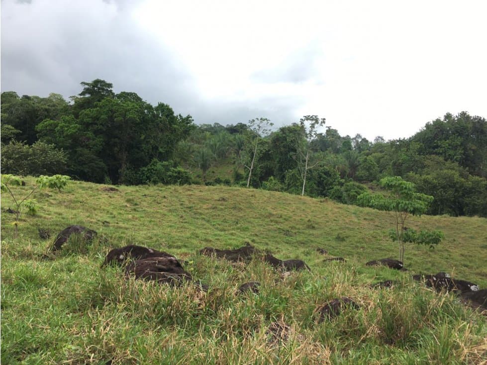 VENTA DE FINCA CUNDAY TOLIMA - 1