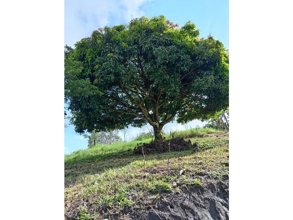 VENTA DE FINCA CAFETERA EN BALBOA -RISARALDA - 1