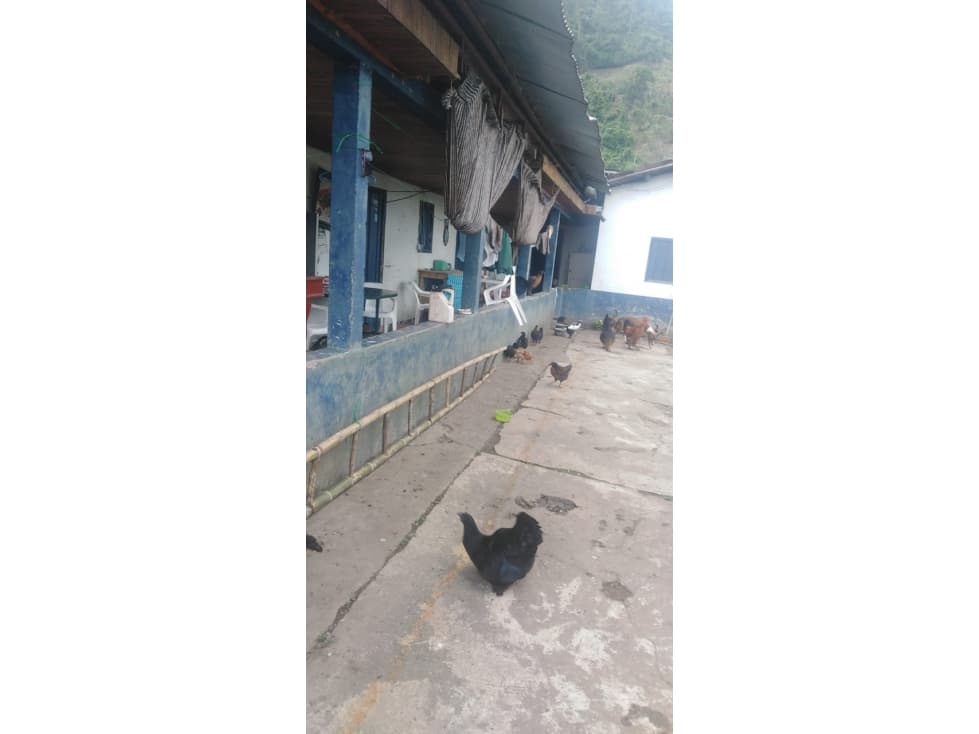 Se vende Finca Ansermanuevo Valle del Cauca - 1