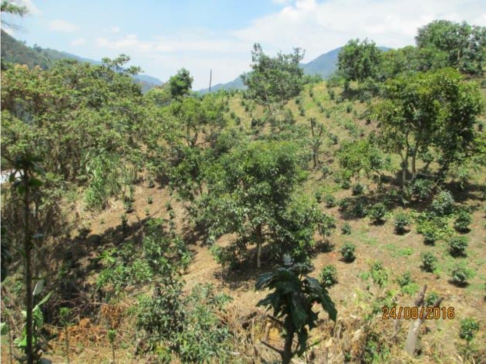 Se Vende Finca En El Tolima - 1