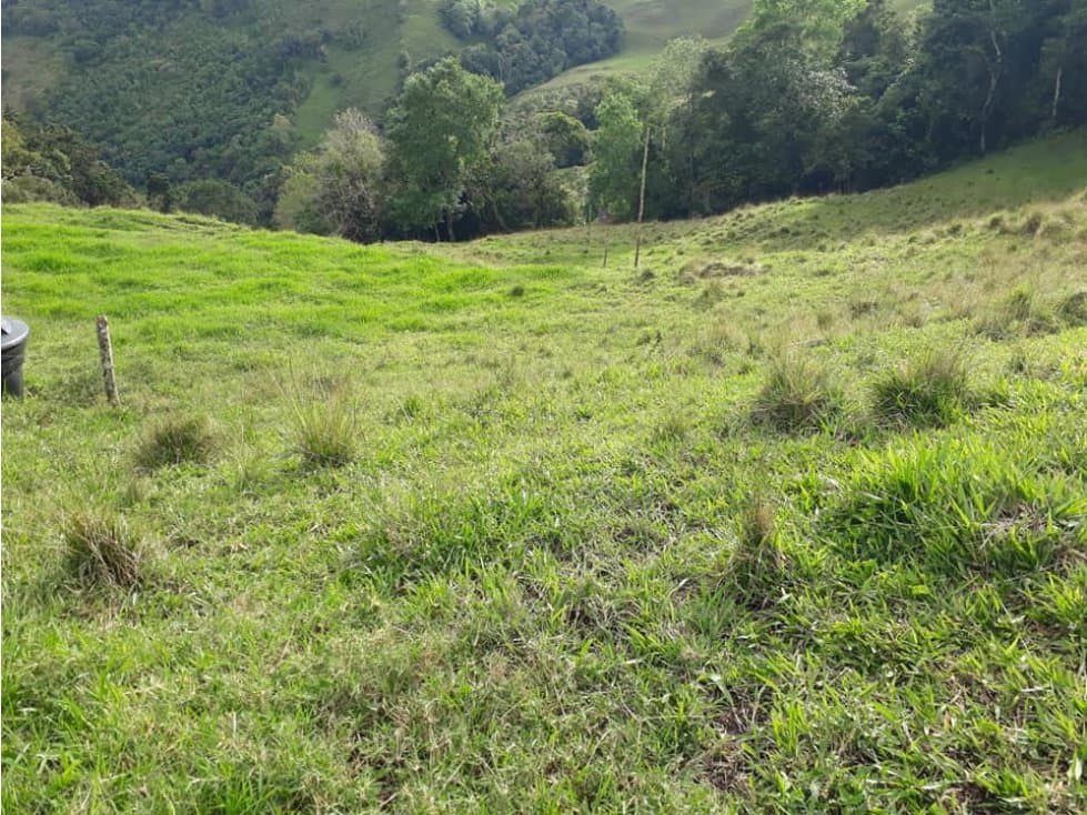 Se Vende Finca De 211 Cuadras En Toro Valle. - 1