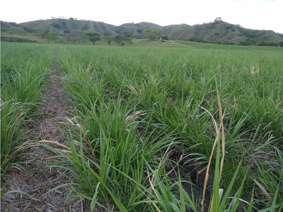 Se vende Finca Zarzal Valle del Cauca - 1
