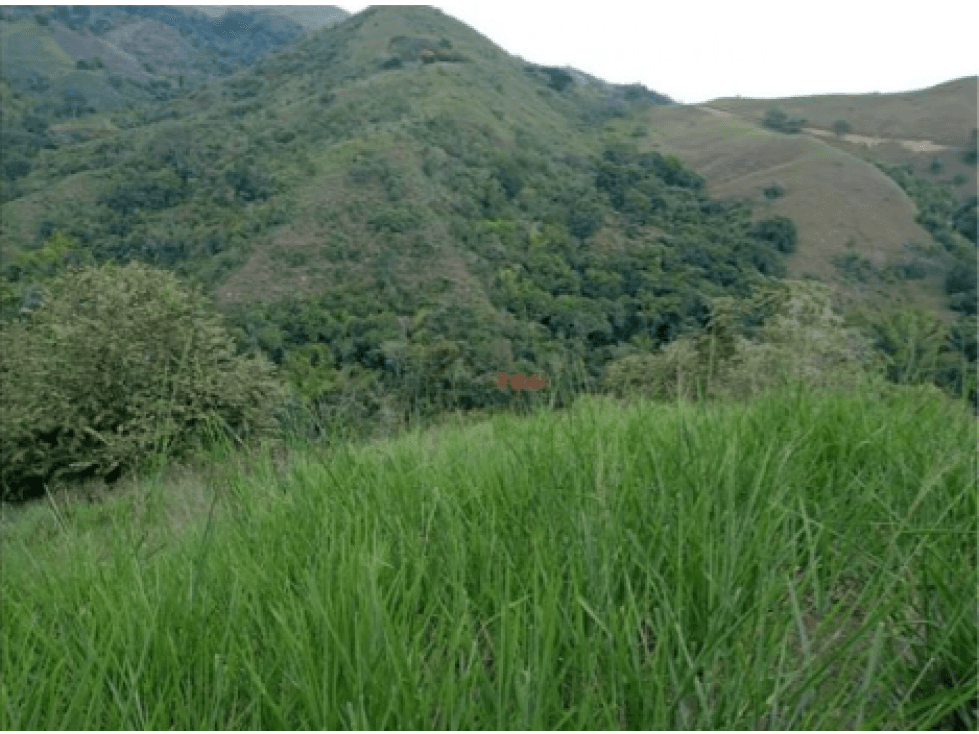 Venta Finca en Buga, Valle del Cauca, Ganadería - 1