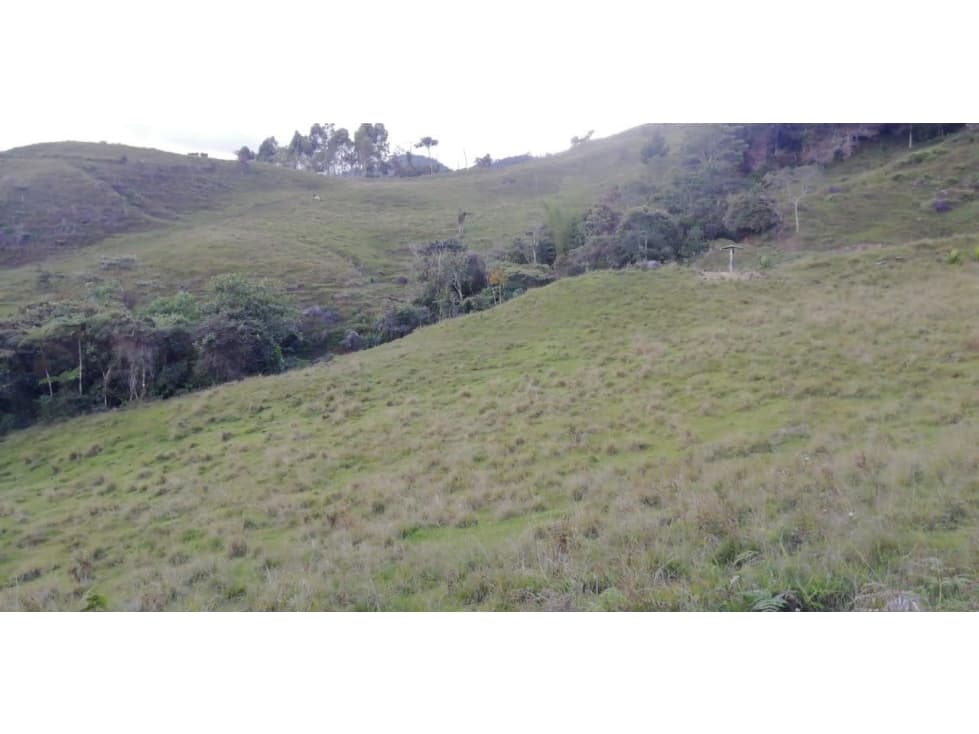 Venta Finca, Ganadera y/o Agrìcola Concepciòn - 1