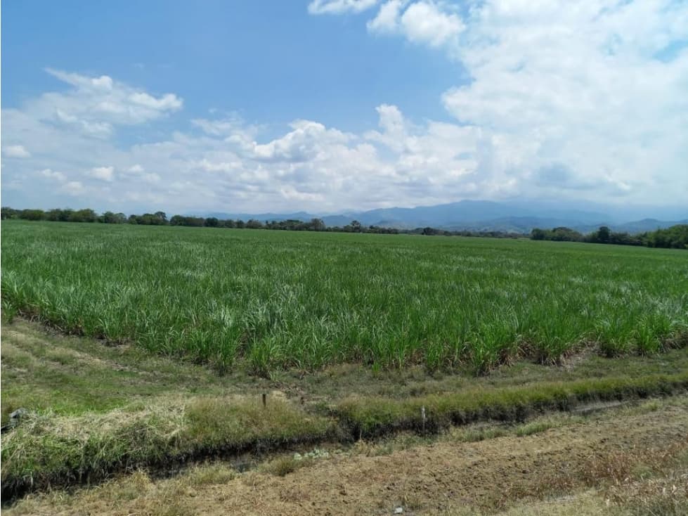 Venta de Hectáreas de Caña, Ubicadas entre Vijes y Yotoco. - 1