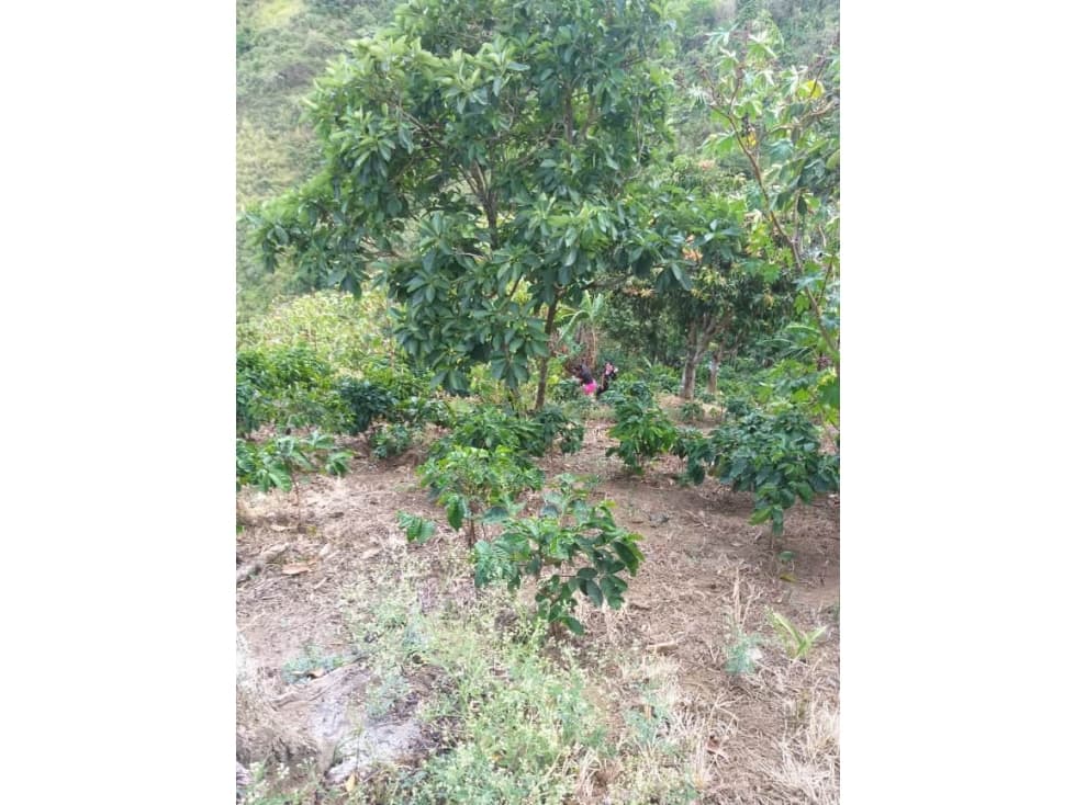 se vende finca - La Unión (Valle del Cauca) - 1