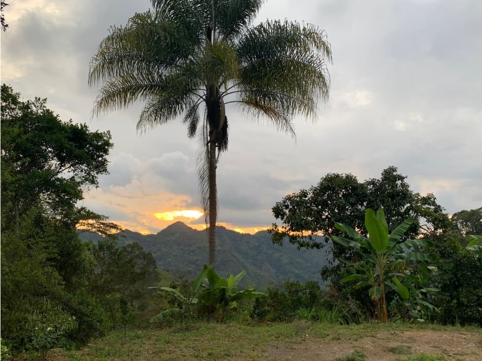 Venta Finca Productiva De 25.000 M2 Casa nueva Pacho Ver. las Águilas - 1