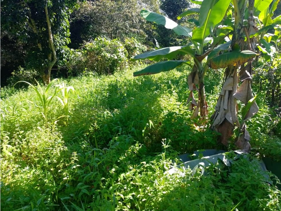 Venta Lote  semiplano Vereda Llano de Trigo Pacho - 1