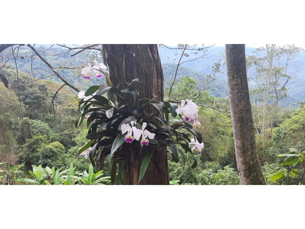 Vendo hermosa finca cerca a El Triunfo, frutales y paisaje! - 1