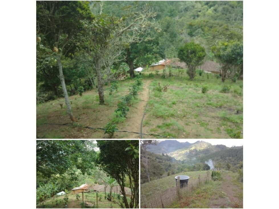 FINCA PRODUCTIVA EN VIJES - 1