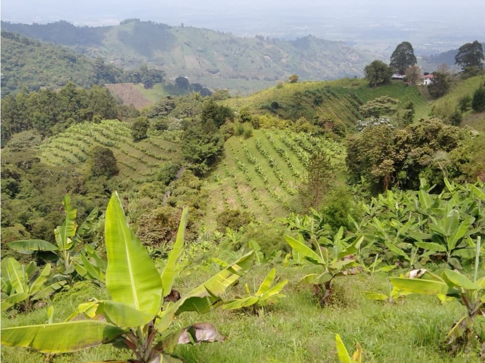 vista de 360º desarrollar protecto tursitico cultivado en Banano - 1