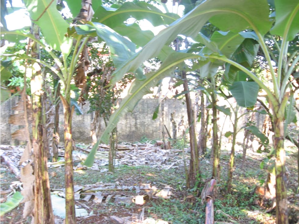 Lote en Alquiler en Cartagena de Indias - Turbaco - 1