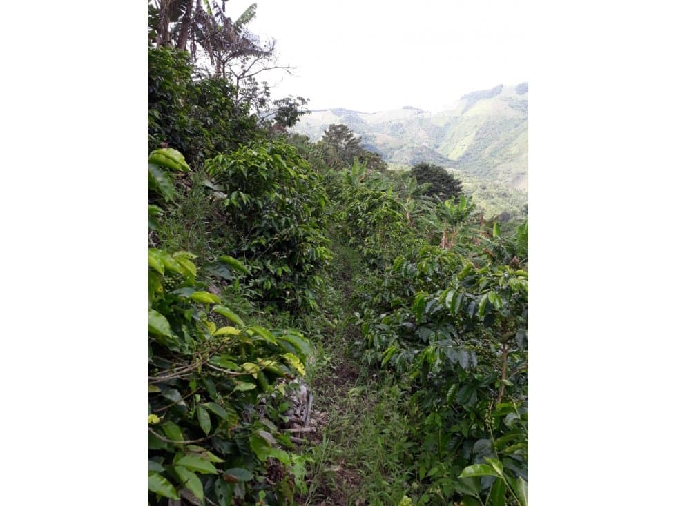 Se Vende Finca en Ansermanuevo productiva - 1