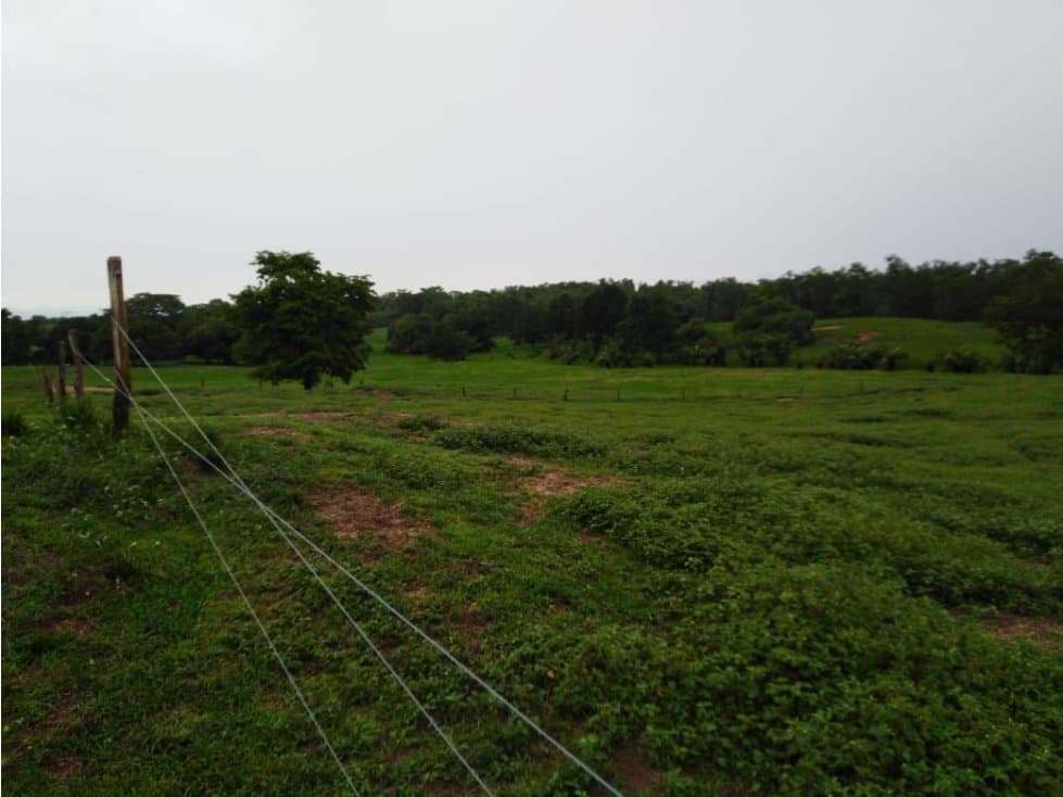 FINCA DE 80 HA EN PUEBLO NUEVO, CÓRDOBA - 1