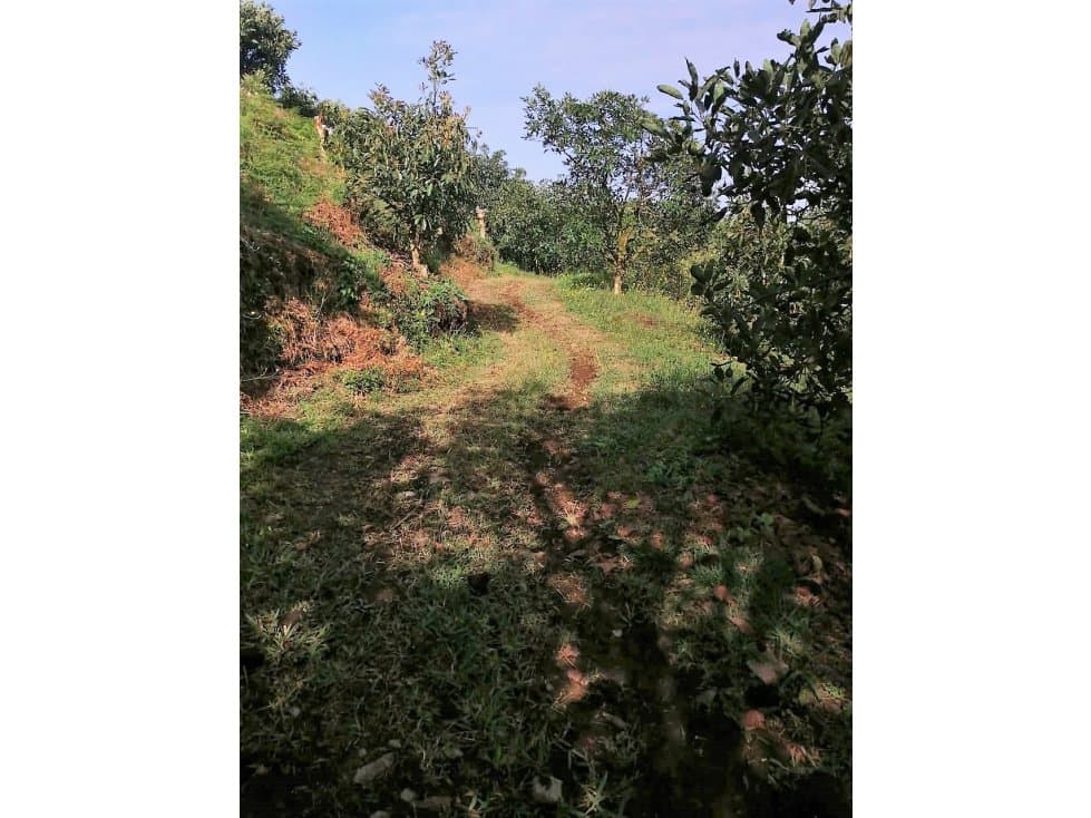 VENTA FINCA AGUACATE HASS - PACORA CALDAS - 1