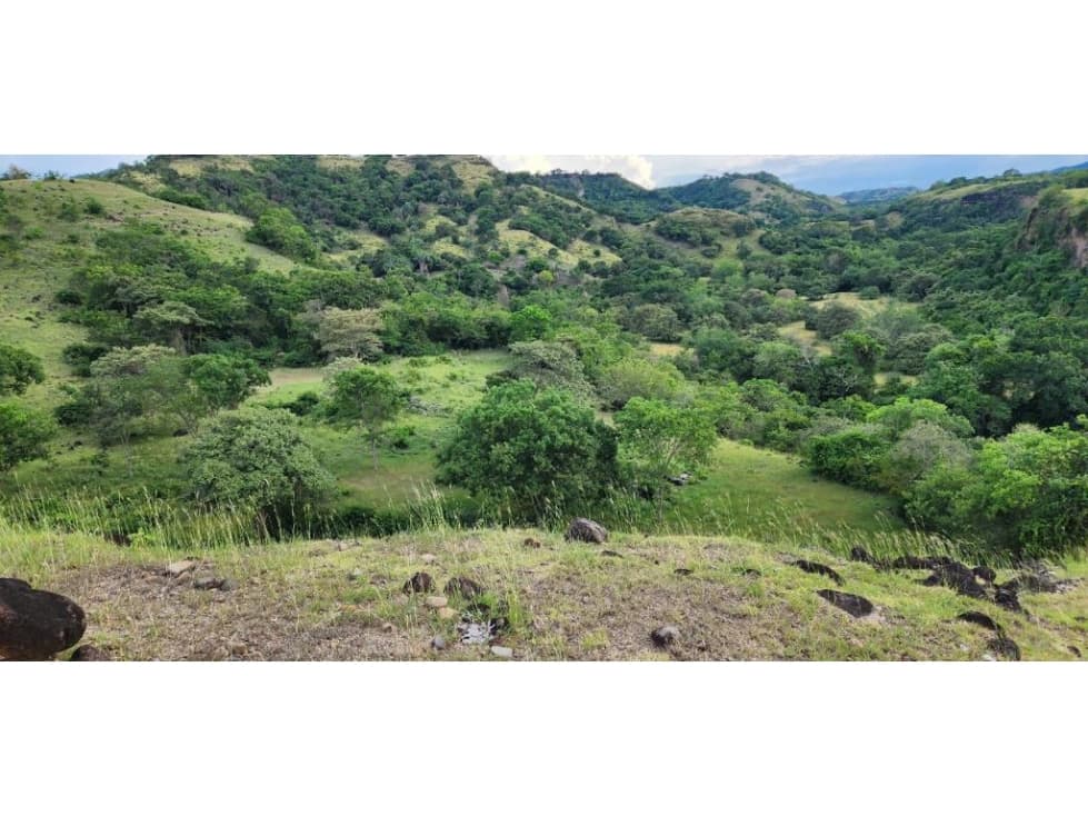 VENDO LOTE 20 HECTAREAS UBICADO EN PIEDRAS TOLIMA - 1