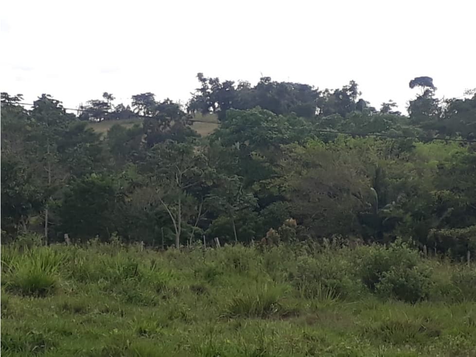 EN VENTA FINCA EN PUEBLO NUEVO CORDOBA COLOMBIA - 1