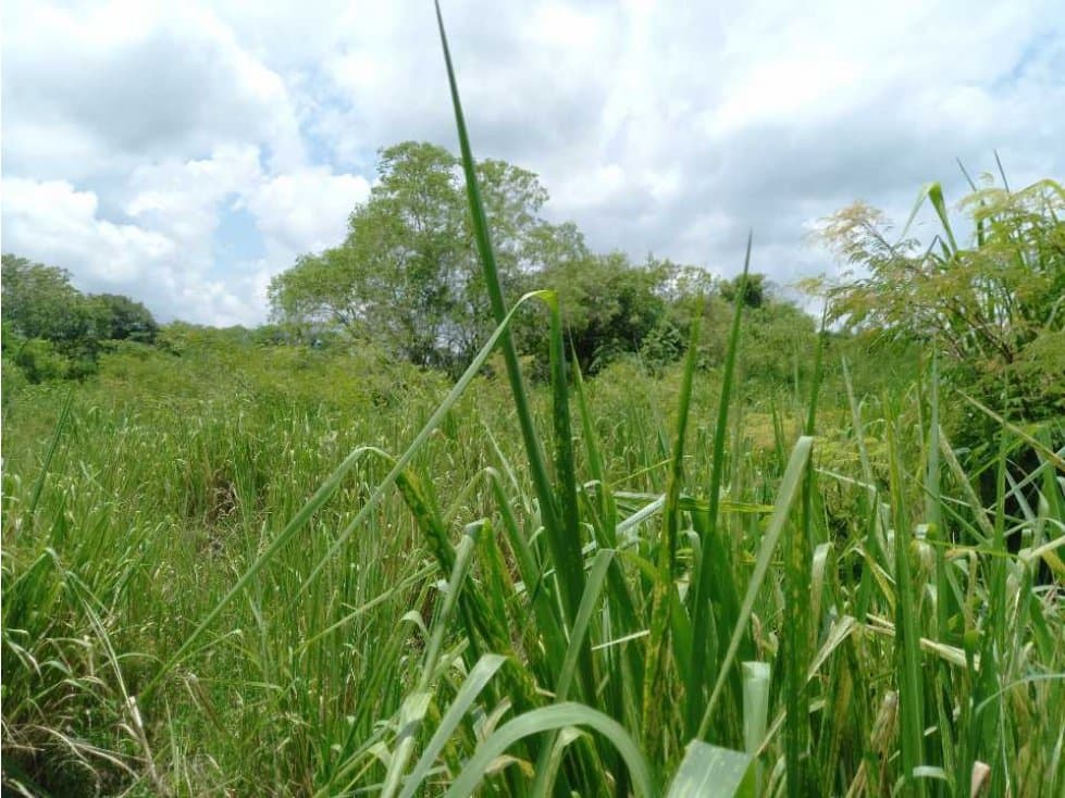 En Venta Finca Santa Ana Magdalena 600 Hectáreas - 1