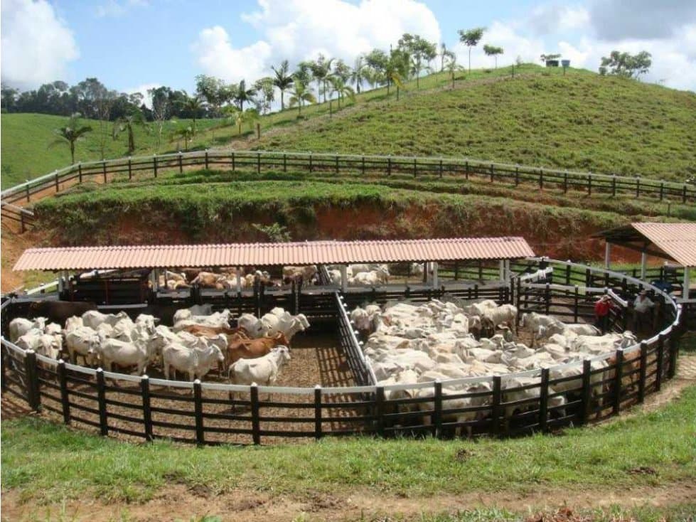 Vendo finca en puerto Berrío Antioquia - 1