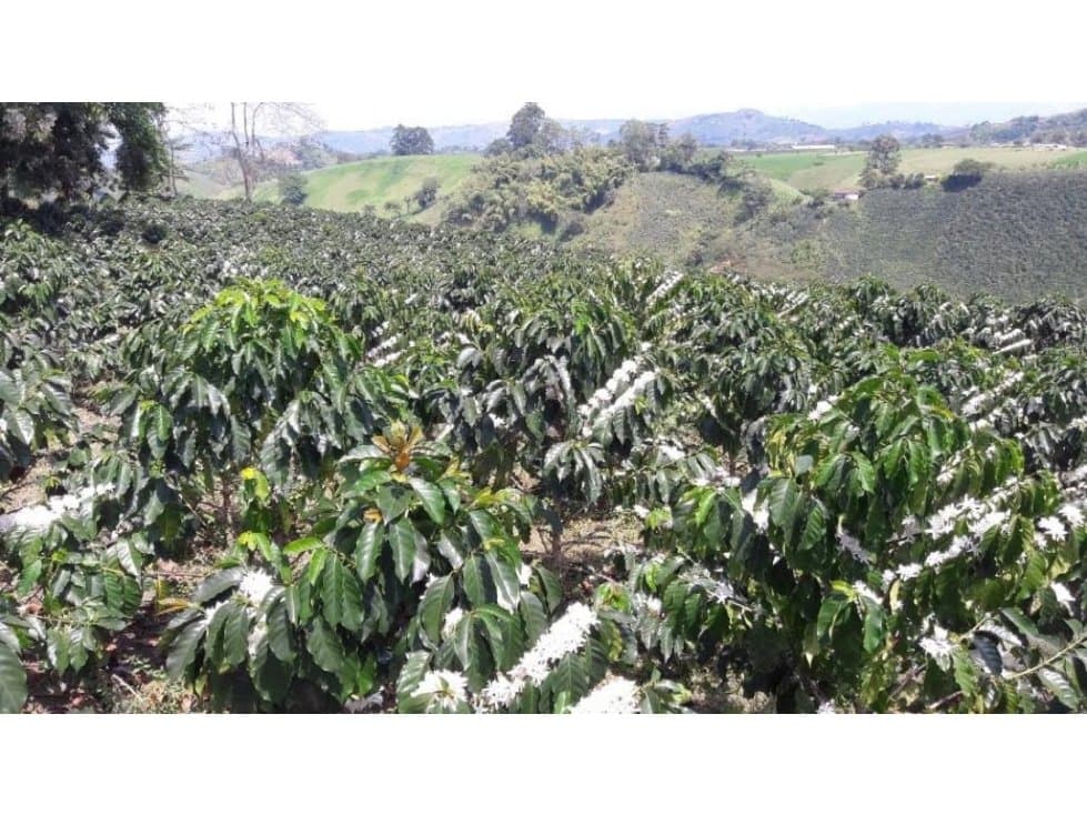 Venta de hermosa finca tecnificada en café en Santa Rosa - 1
