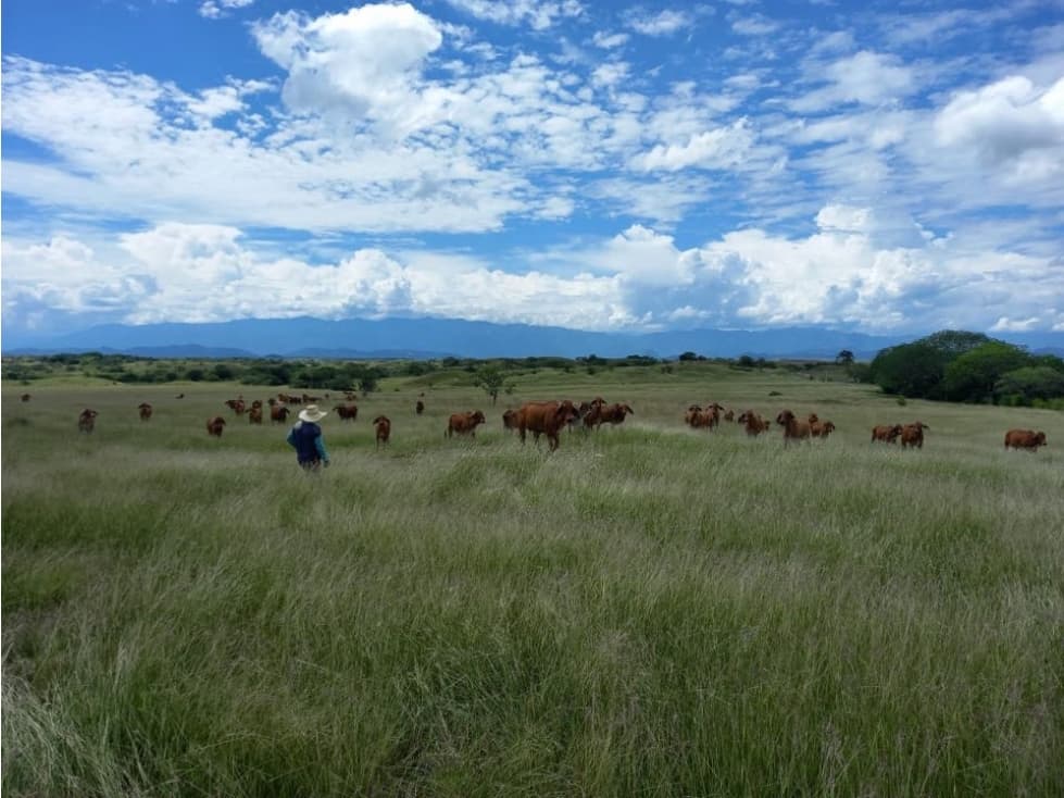 Venta Finca en Saldaña, 272 ha, planas! - 1
