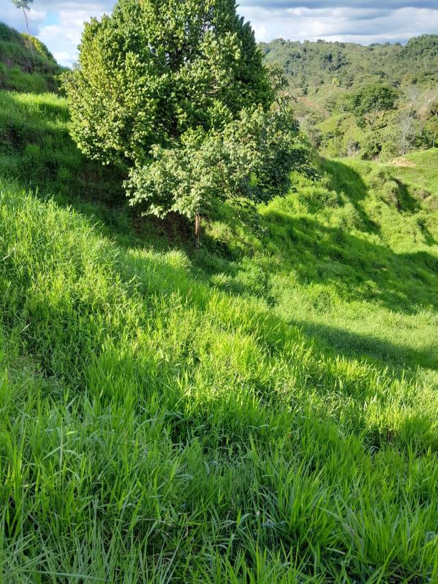 VENTA DE FINCA GANADERA EN CIMITARRA CERCA LA CENTRALIDAD - 3