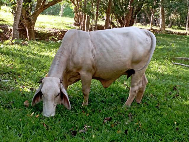 VENTA DE FINCA GANADERA EN CIMITARRA CERCA LA CENTRALIDAD - 7